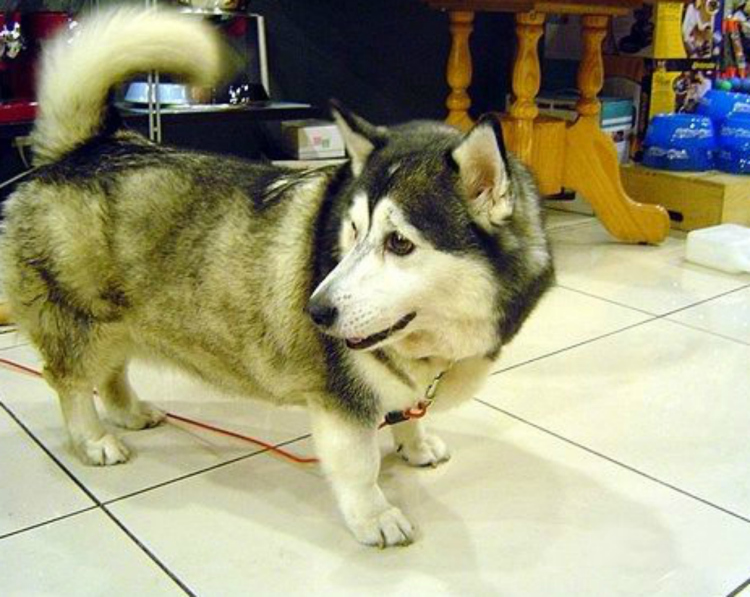 Щенки маламута и лайки смесь