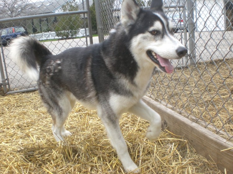 Аляскинский маламут и хаски