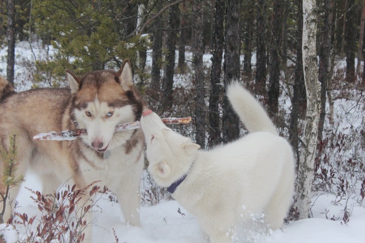 Смесь хаски и лайки