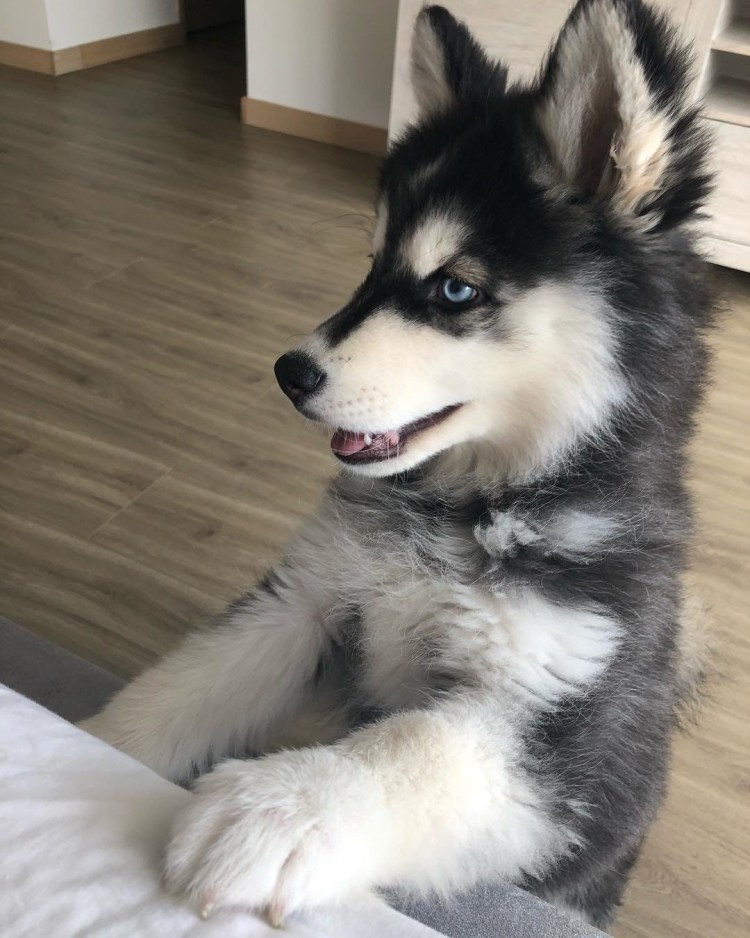 Метис маламут и волкособ