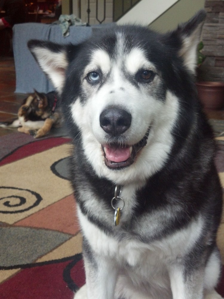 Хаски Аляскинский метис