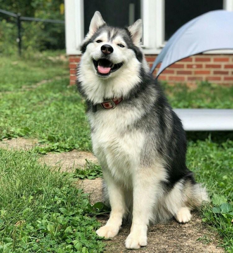 Смесь хаски с маламутом