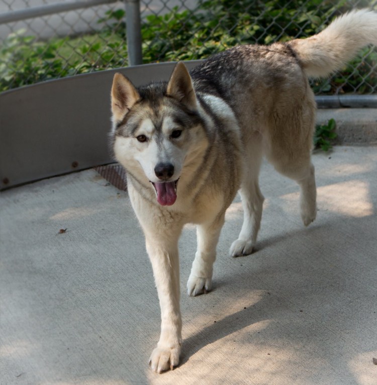 Помесь хаски и кавказской овчарки