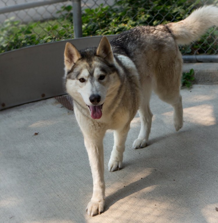Хаски Аляскинский метис
