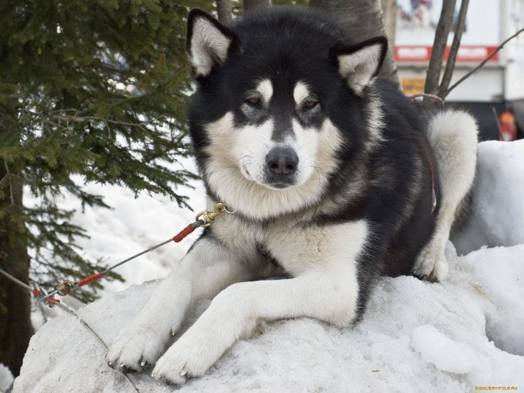 Аляскинский маламут и самоед