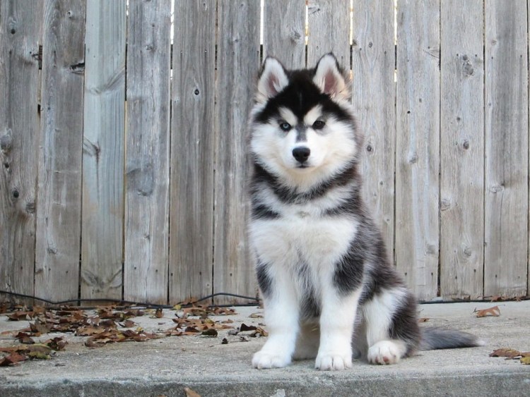 Аляскинский маламут с овчаркой