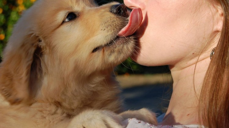 Собачка облизывает