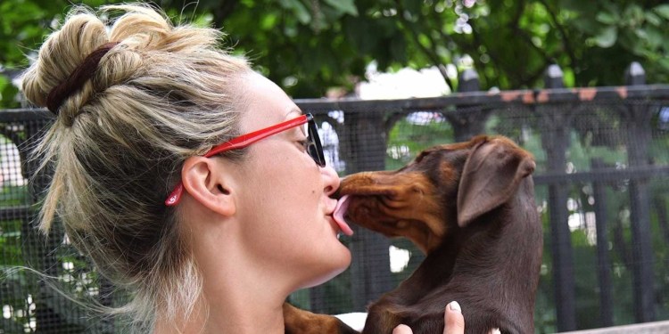 Собака облизывает мальчика