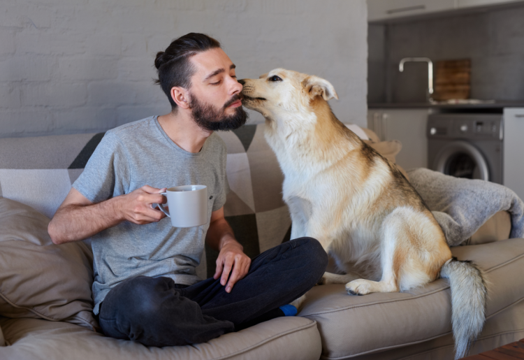 Собака облизывает