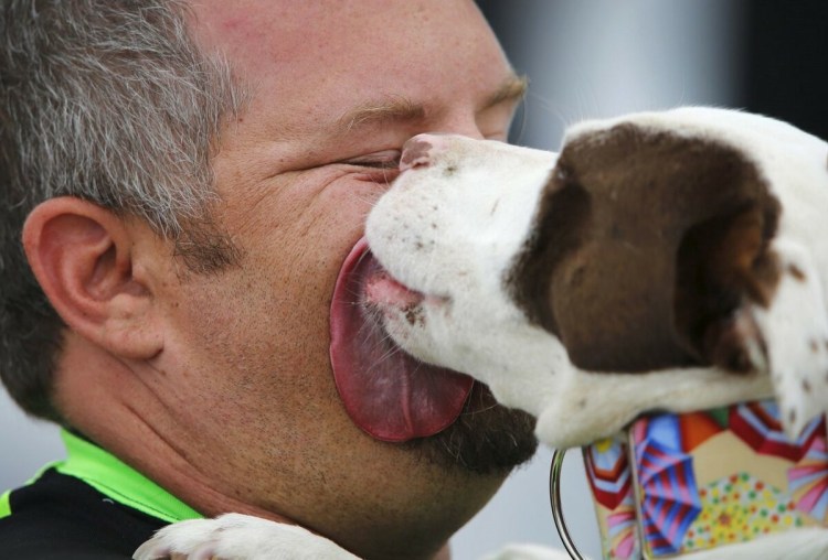 Собака облизывает человека