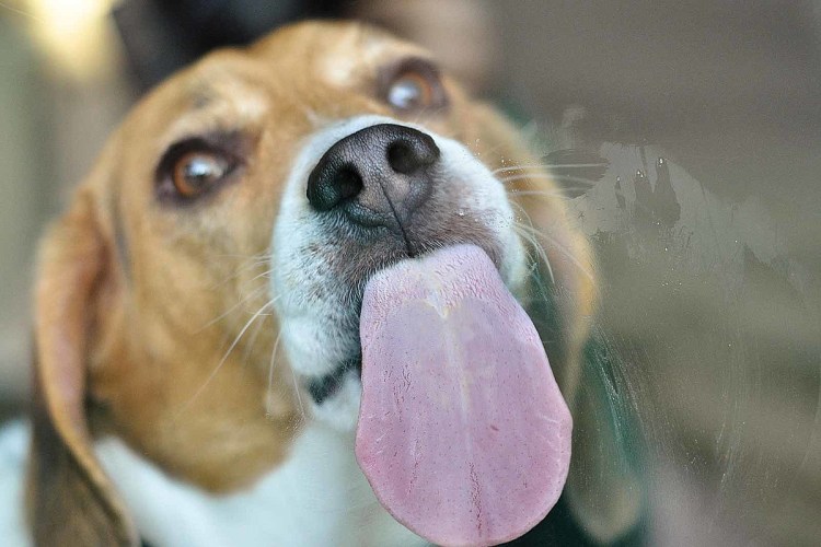 Домашние животные и человек