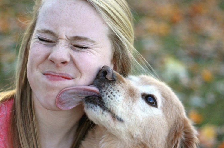 Собака ластится