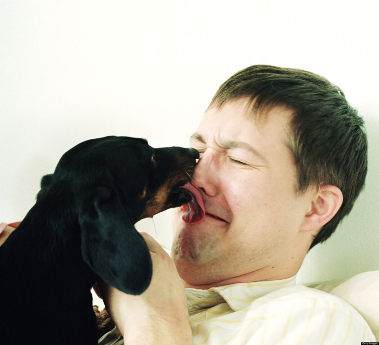 Собака целует