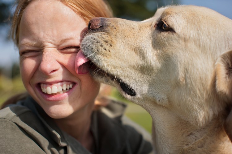Собака лижет