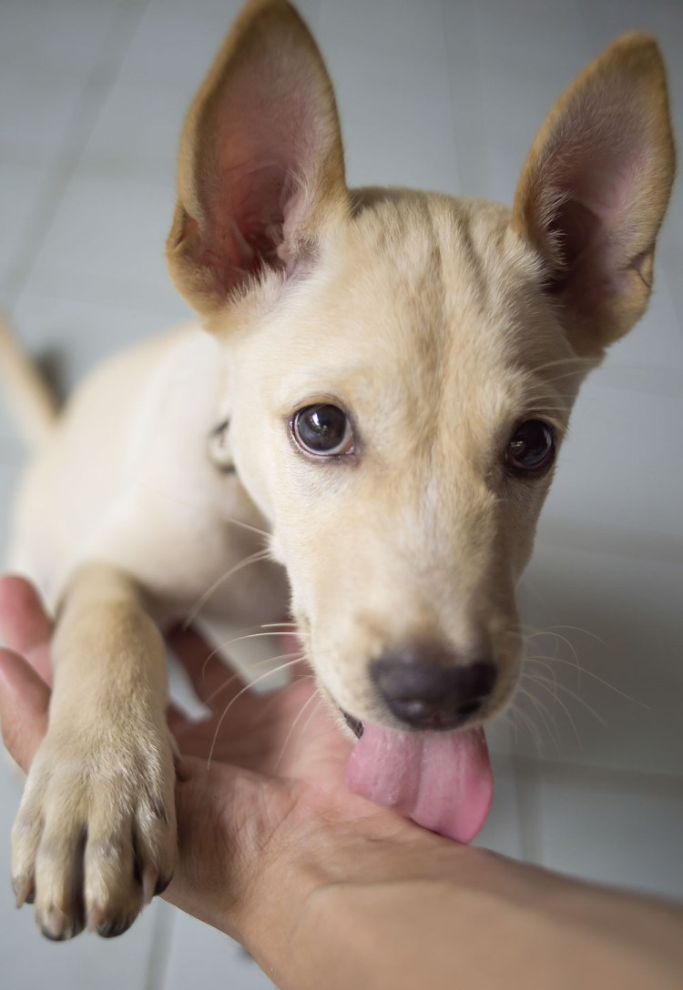 Собака облизывает