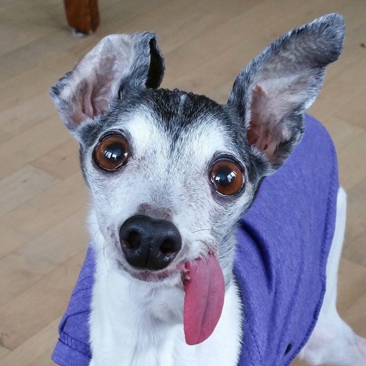 Левретка Заппа