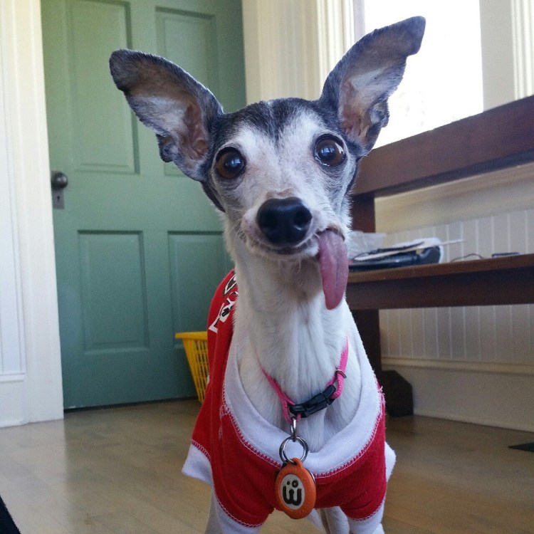 Левретка терьер