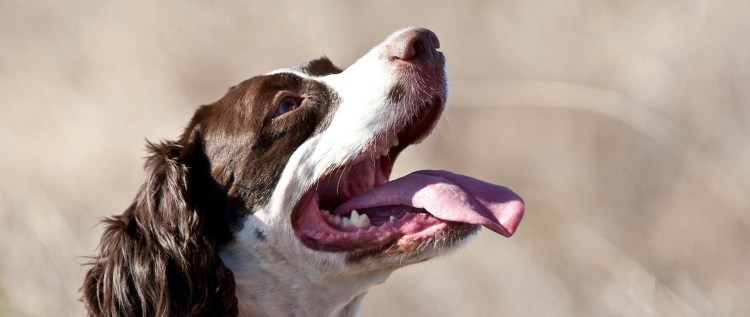 Собака стаффордширский терьер