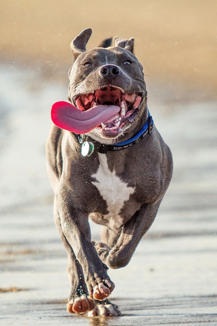 Самые уродливые животные