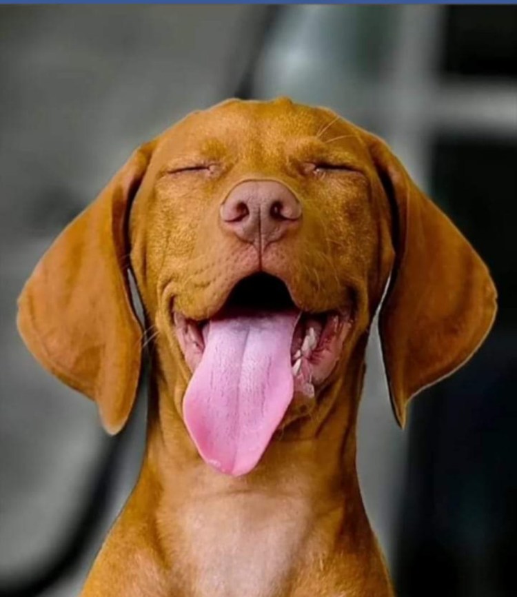 Косоглазие у чихуахуа