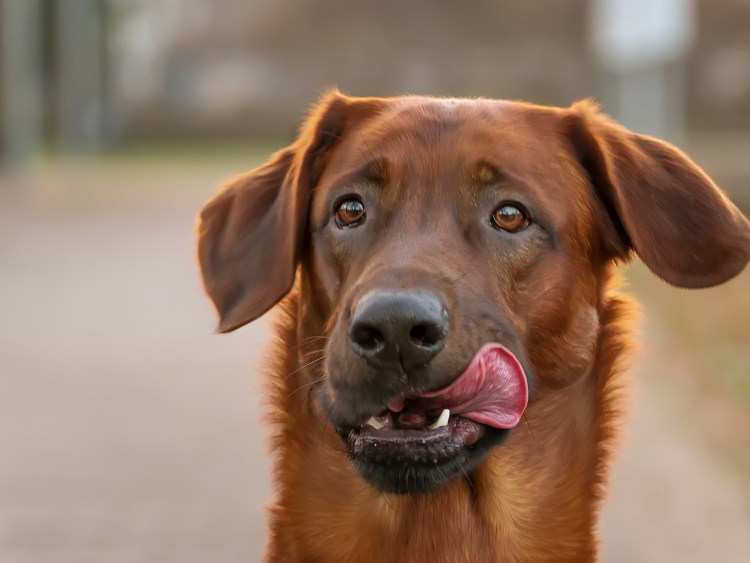 Беззубая Левретка Заппа