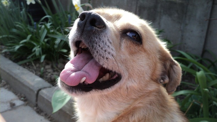 Собака с языком