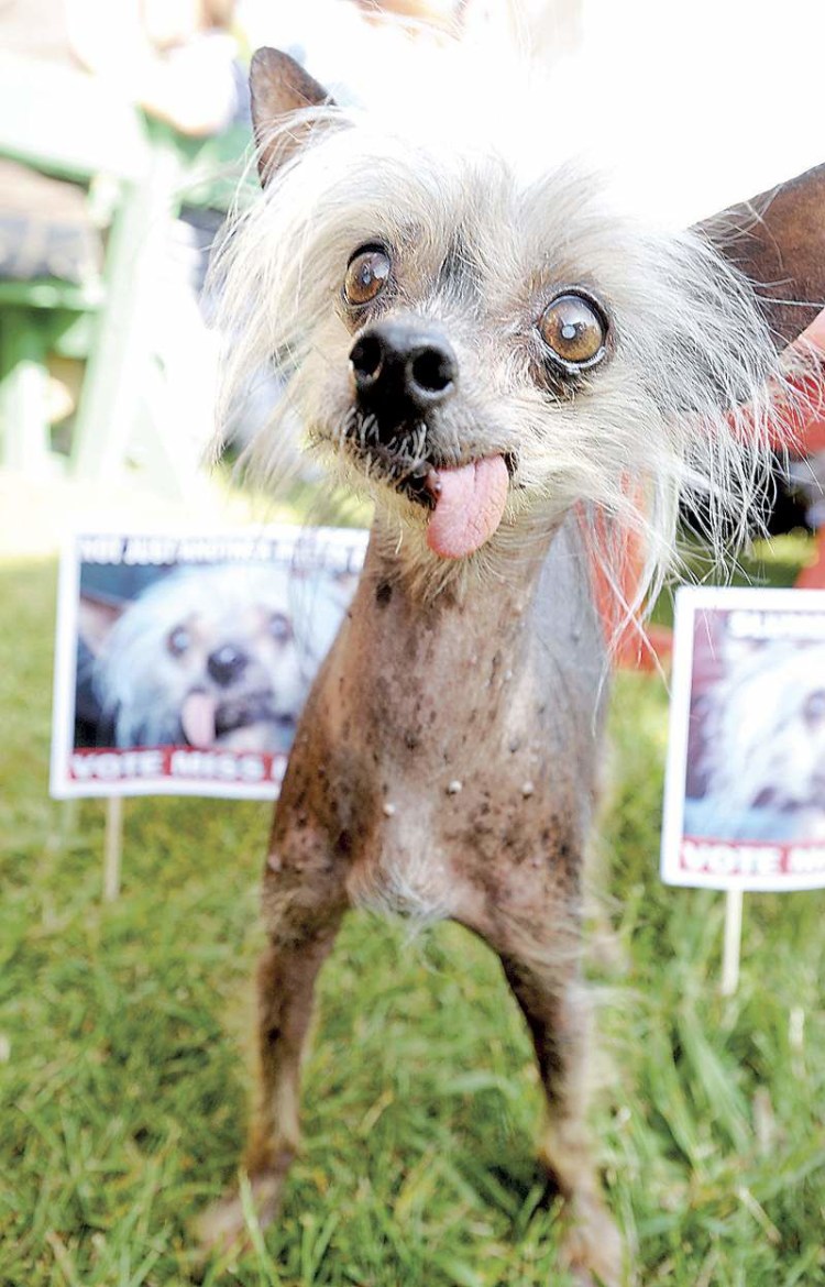 Собака с языком наружу