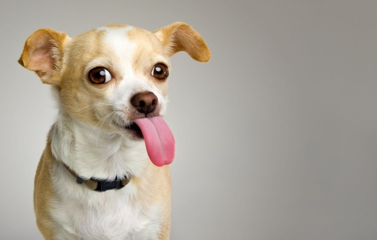 Носик чихуахуа