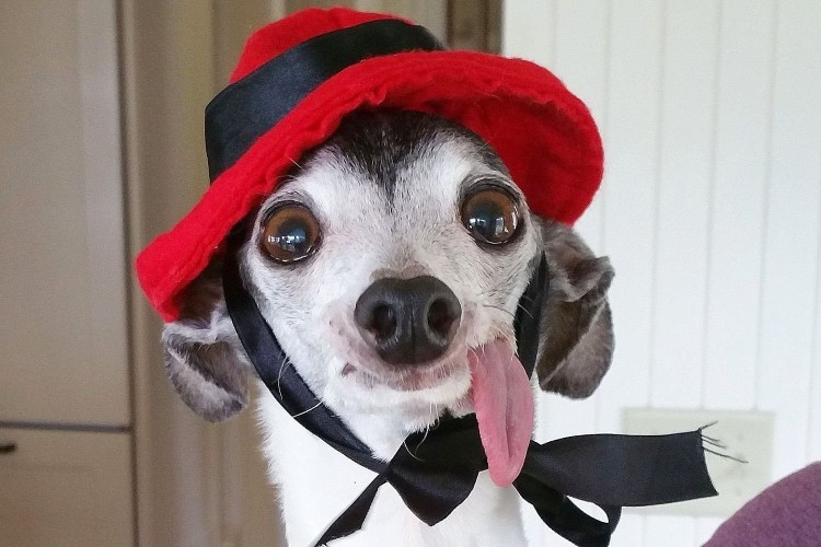 Беззубая Левретка