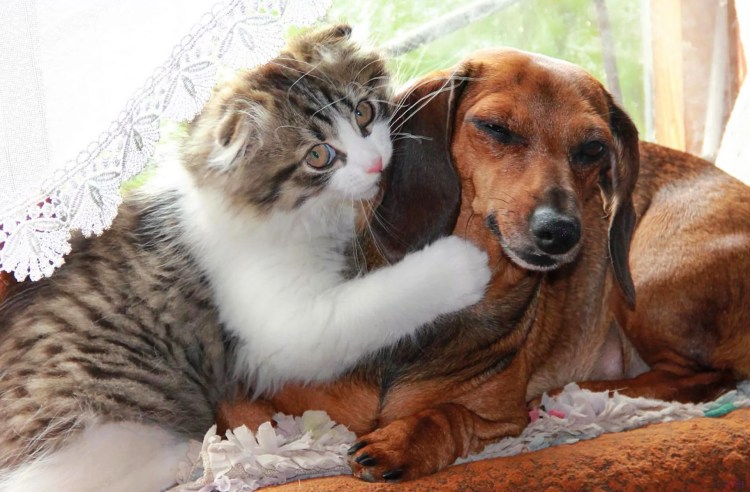 Домашние питомцы