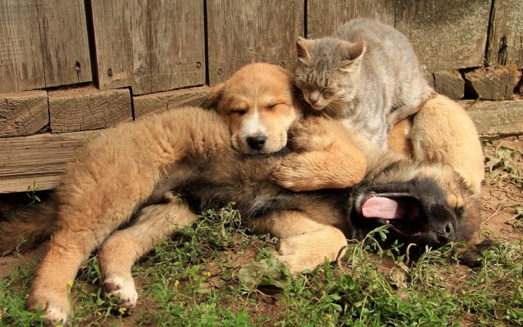 Кот и собака вместе