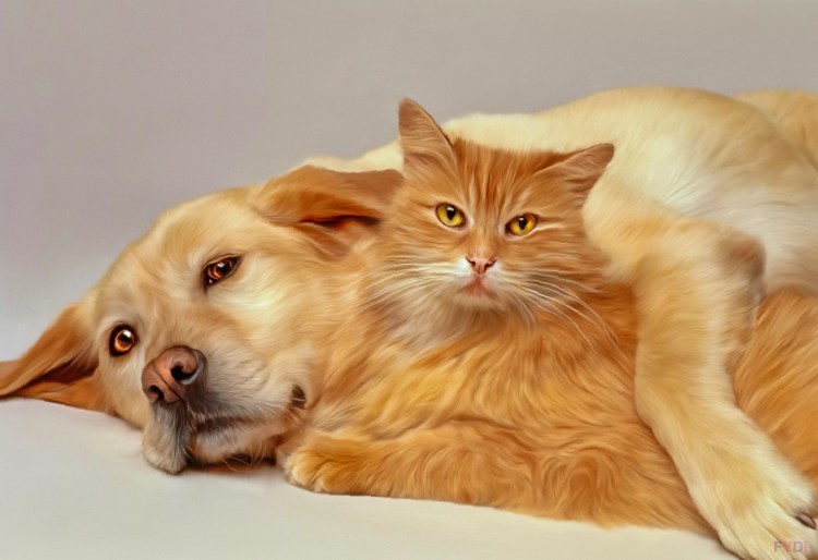 Лабрадор ведет себя как кошка