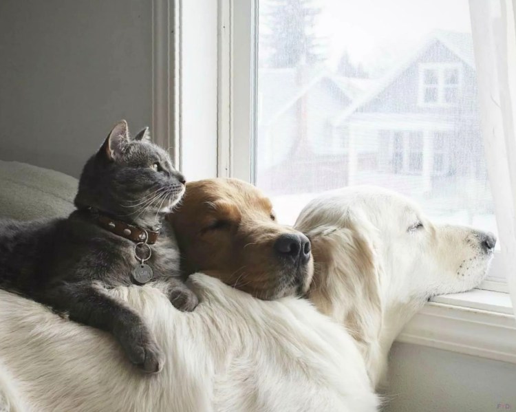 Кошки и собаки