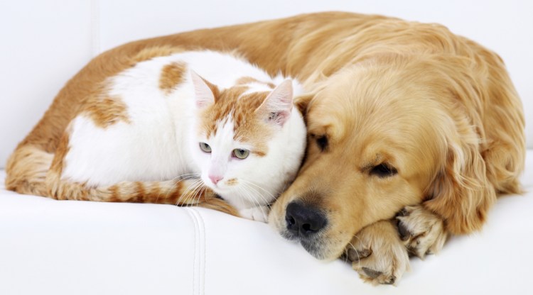 Собачки и кошечки