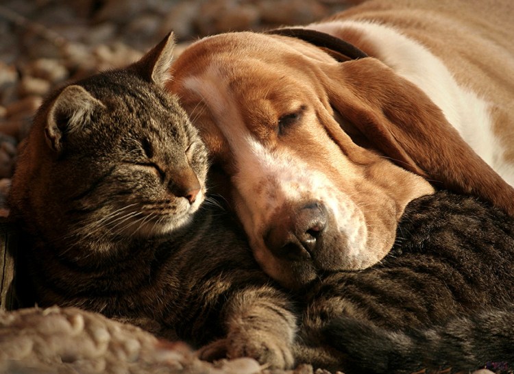 Любимые животные