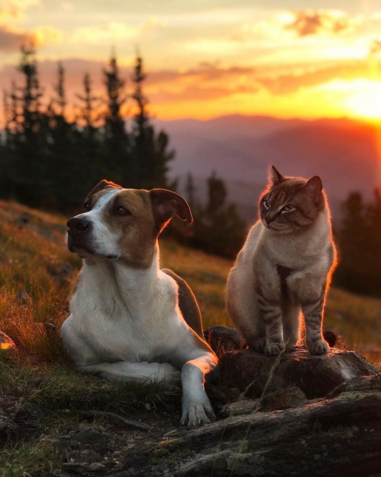 Кот и собака
