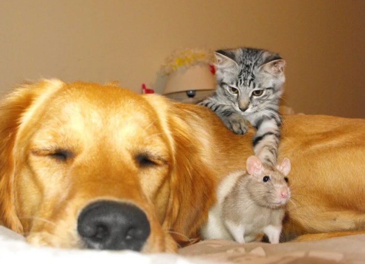 Дружба кошек