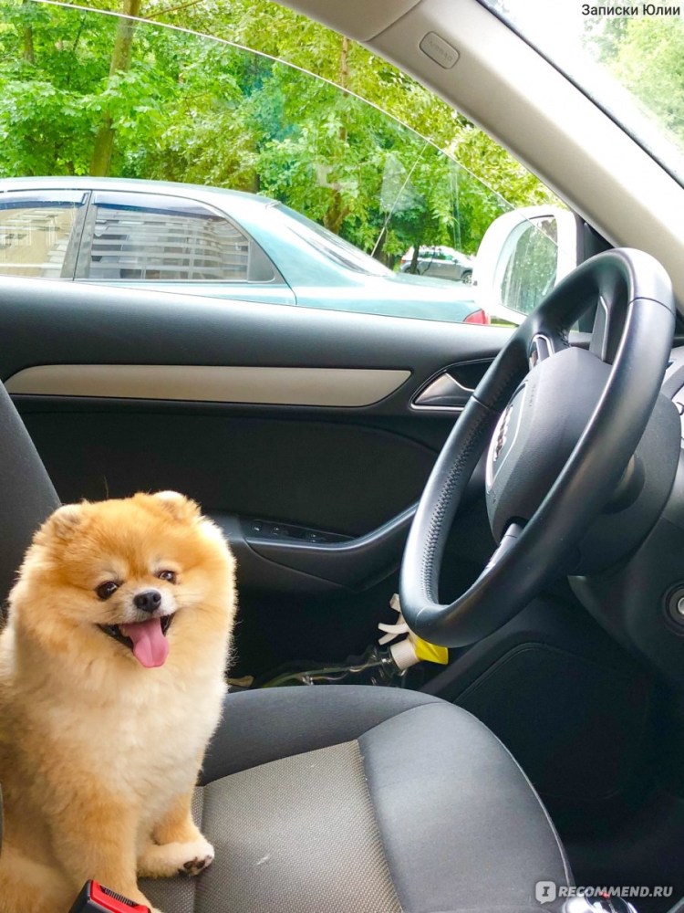 Гавканье померанских шпицев