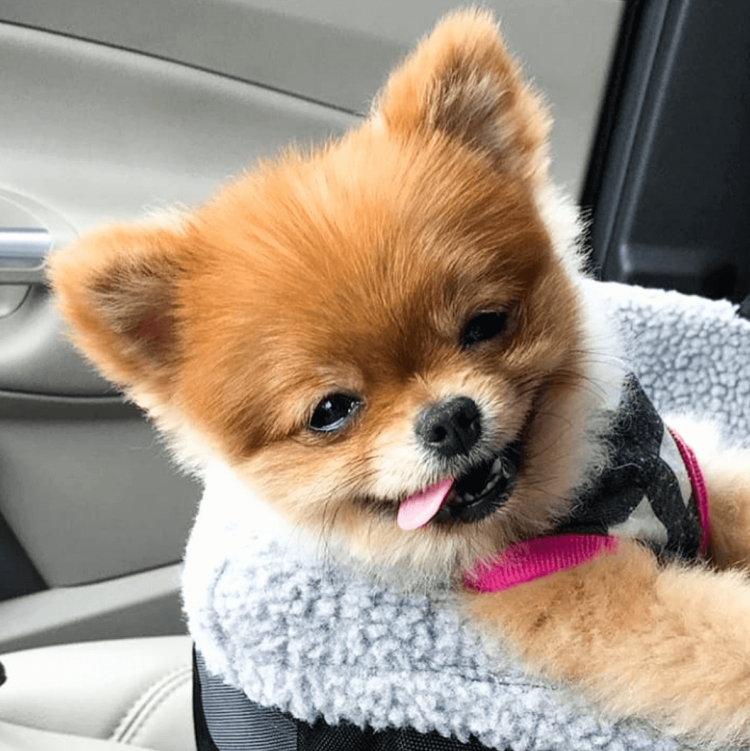 Померанский шпиц Челси