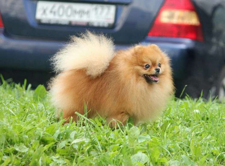 Померанский шпиц Бертрам