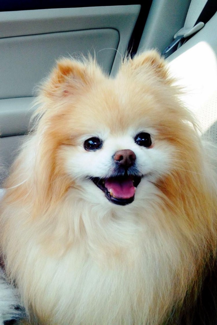 Померанский шпиц Джефф звезда инстаграма