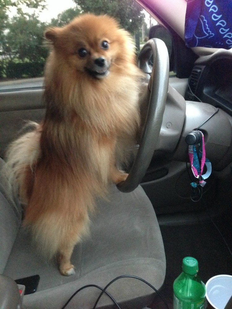 Шпиц приколы