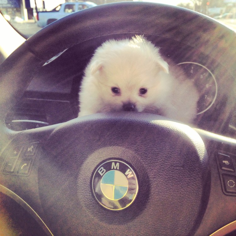 Шпиц в машине