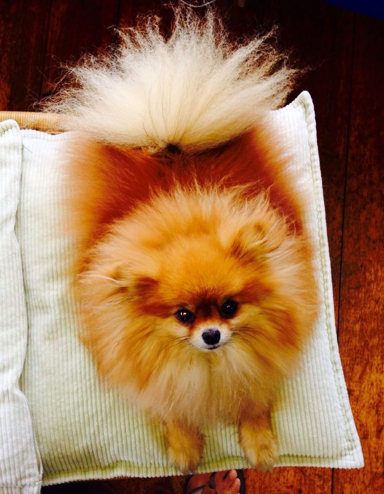 Померанский шпиц питомник Тучково