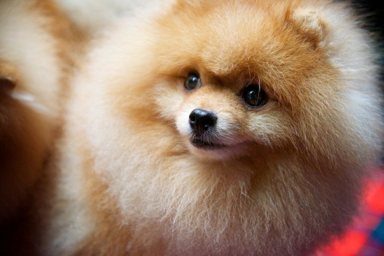 Померанский шпиц