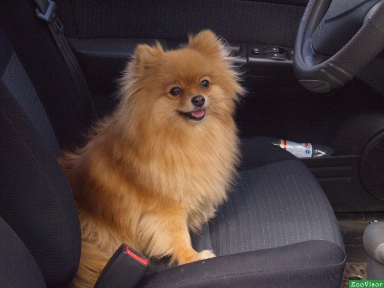Шпиц в машине