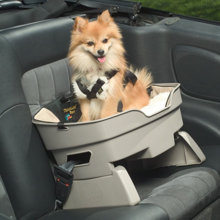 Померанский шпиц Бадди