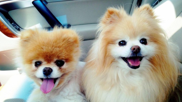 Порода собак шпиц