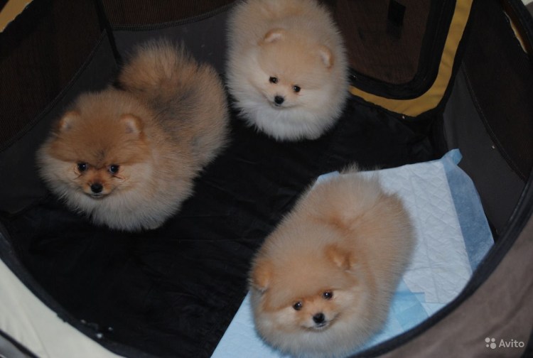 Шпиц на пляже