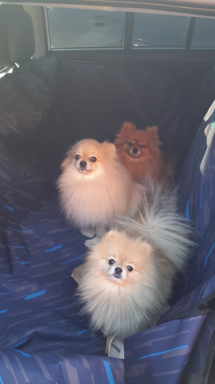 Шпицы в багажнике